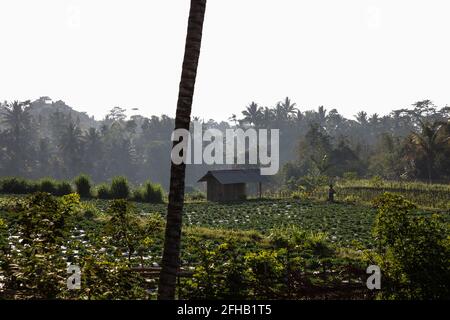 Malerischer Blick auf üppige, üppige Plantagen, die auf riesigen landwirtschaftlichen Flächen angebaut werden Feld in exotischem Land bei Tageslicht Stockfoto