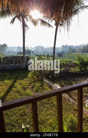 Malerischer Blick auf üppige, üppige Plantagen, die auf riesigen landwirtschaftlichen Flächen angebaut werden Feld in exotischem Land bei Tageslicht Stockfoto