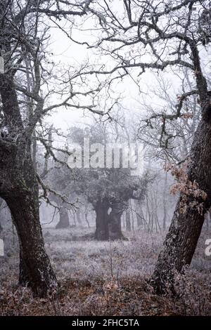 Uralter Steineichenwald (Quercus ilex) an einem nebligen Tag mit hundertjährigen alten Bäumen, Zamora, Spanien. Stockfoto