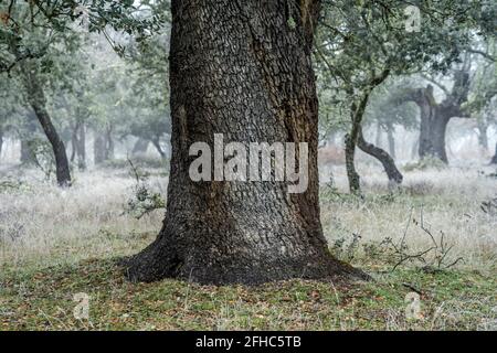 Uralter Steineichenwald (Quercus ilex) an einem nebligen Tag mit hundertjährigen alten Bäumen, Zamora, Spanien. Stockfoto