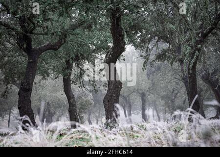 Uralter Steineichenwald (Quercus ilex) an einem nebligen Tag mit hundertjährigen alten Bäumen, Zamora, Spanien. Stockfoto