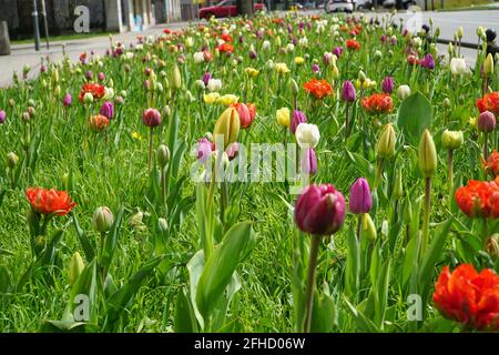 Bunte Tulpen wachsen auf einem Straßenblumenbett oder im Garten. Selektiver Fokus. Natürliche Blumen Frühling Hintergrund. Stockfoto