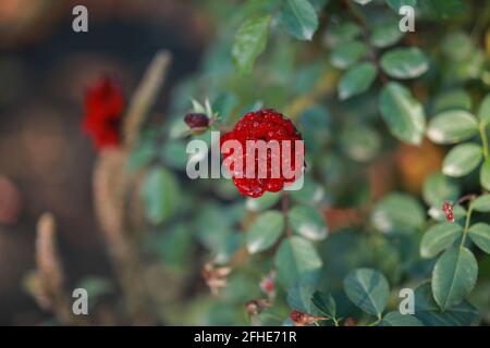 Die scharlachrote Rose blühte im botanischen Garten Stockfoto