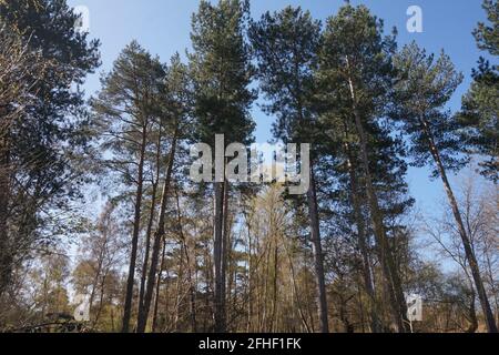 The Lodge, RSPB Nature Reserve, Sandy, Bedfordshire Stockfoto