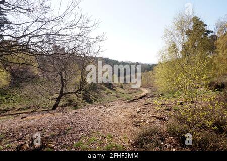 The Lodge, RSPB Nature Reserve, Sandy, Bedfordshire Stockfoto