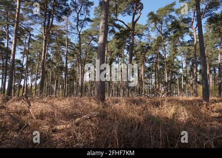 The Lodge, RSPB Nature Reserve, Sandy, Bedfordshire Stockfoto