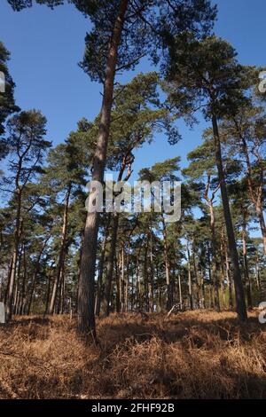 The Lodge, RSPB Nature Reserve, Sandy, Bedfordshire Stockfoto
