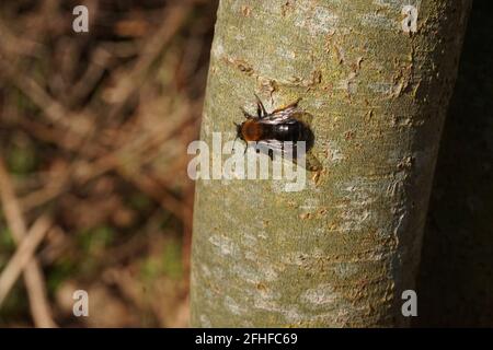 Frühe Bergbaubiene, The Lodge, RSPB Nature Reserve, Sandy, Bedfordshire Stockfoto