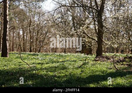 The Lodge, RSPB Nature Reserve, Sandy, Bedfordshire Stockfoto