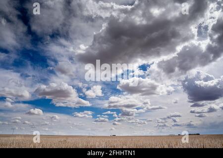 Kanadische Prärien haben unter einem wolkigen, dramatischen Himmel im Rocky View County Alberta Canada Feld geerntet. Stockfoto