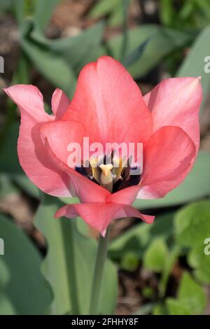 Nahaufnahme einer schönen einsamen rosa Tulpe in einem Wohngarten Stockfoto