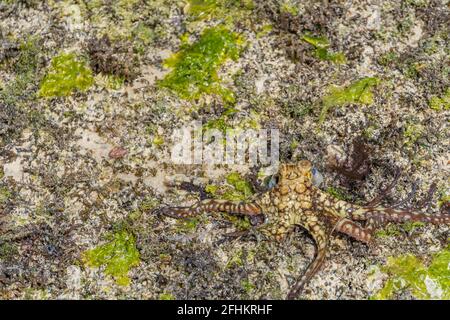 Ein farbenfroher großer Oktopus klettert am Strand entlang. Ein lebender Oktopus, der gerade im Meer gefangen wurde. Die Tentakeln breiten sich in alle Richtungen aus. Stockfoto