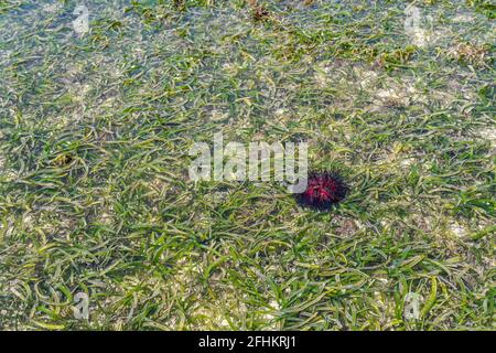 Rote Seeigel zu den häufigsten Namen dieser Seeigel gehören radiale Seeigel und Feuereigeln. Sansibar, Tansania Stockfoto