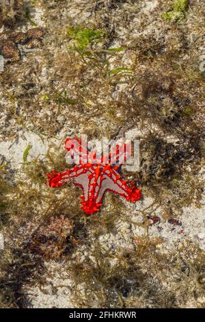 Farbenfroher afrikanischer, rot geklopfter Sea Star bei Ebbe an der Küste auf Sansibar Island, Tansania Stockfoto