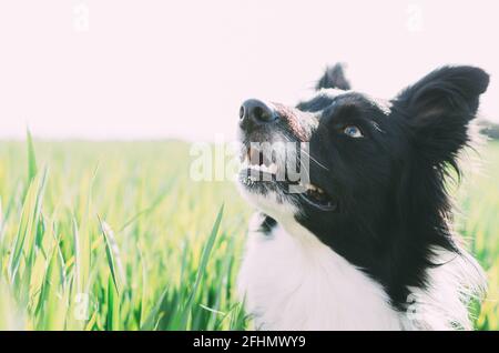 Porträt einer Grenze in einem Feld, das nach oben schaut. Porträt eines Hundes mit Kopierraum. Stockfoto