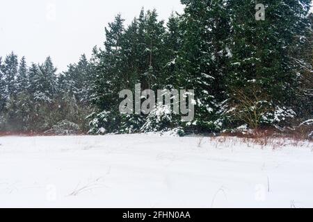 Schneedecken Park auf Whidbey Island nach Winter Schneesturm Stockfoto