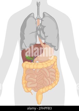 Menschliches Verdauungssystem Innere Organe Anatomie Cartoon Vektor Zeichnung Stock Vektor
