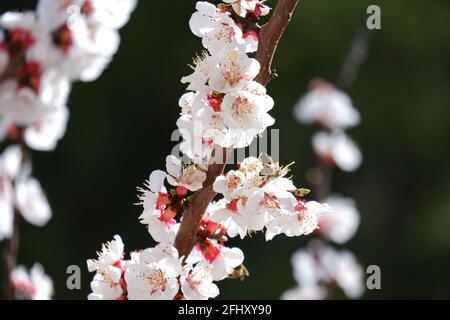 Honigbiene und Weiß schöne Aprikosenblüten auf Baummakro Schießen Sie im Frühling Stockfoto