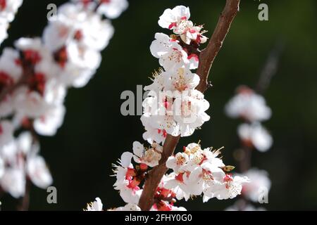 Rot und Weiß schöne Aprikosenblüten auf Baum-Bukeh Stockfoto