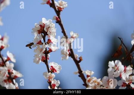Honigbiene und Weiß schöne Aprikosenblüten auf Baummakro Schießen Stockfoto
