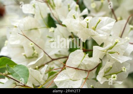 Weiße Blüten von Bougainvillea spectabilis. Nahaufnahme der weißen Blume Bougainvillea. Stockfoto