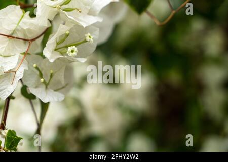 Weiße Blüten von Bougainvillea spectabilis. Nahaufnahme der weißen Blume Bougainvillea. Stockfoto