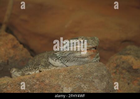 Der Bartdrache (Pogona) ist eine Gattung der Familie Von Agamas Squamata aus Stockfoto