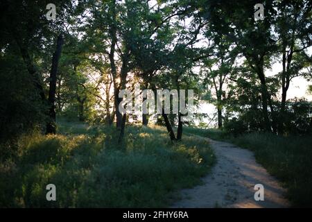 Schöner grüner dichter Wald an einsamen Abenden Stockfoto