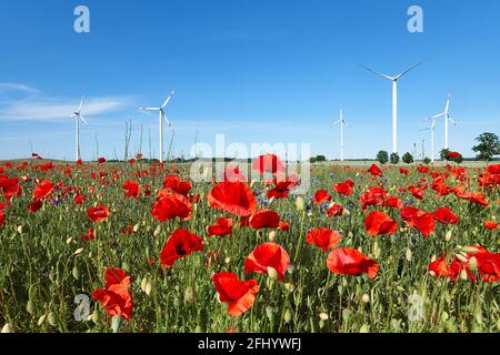 Moderne Windturbinen, Mohnblumenfeld im Herbst. Rote Mohnblumen und blaue Kornblumen in voller Blüte. Alternative grüne Energie, umweltfreundlich Stockfoto