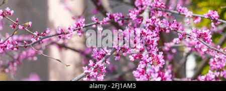 Panorama-Nahaufnahme von blühenden Blüten der östlichen Rotknospen auf einem Zweig, ausgewählter Fokus Stockfoto