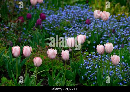 Tulipa Lachs van eijk, Tulip Lachs van eijk, darwin Hybrid Tulpe, Tulpen, Lachs orange Tulpen,,Blume,Blüte,Vergiss-mich-Nots,Tulpen,Mischbepflanzung sc Stockfoto
