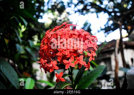 Kleine westindische Jasminblüten mit grünen Blättern Stockfoto