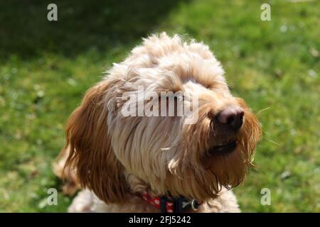 Cockapoo Dog Meme Stockfoto