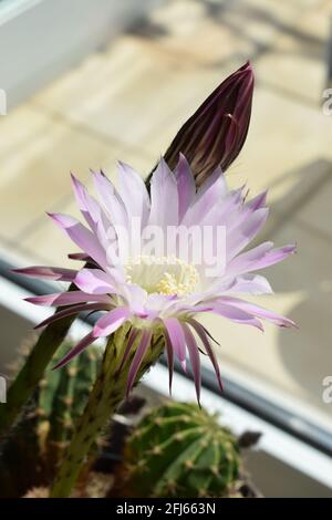 Blühender Kaktus der Königin der Nacht, wissenschaftlicher Name: Selenicereus grandiflorus Stockfoto