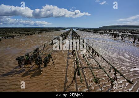 Metallstruktur für Austernbetten. Aquakultur in Waterford Irland. Stockfoto