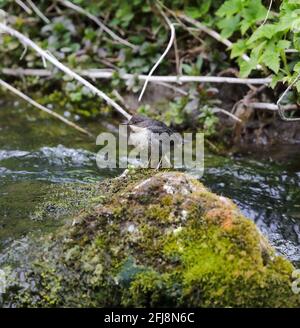 Jungtier (Cincus cincus) Stockfoto