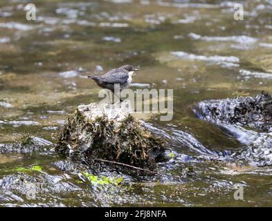 Jungtier (Cincus cincus) Stockfoto