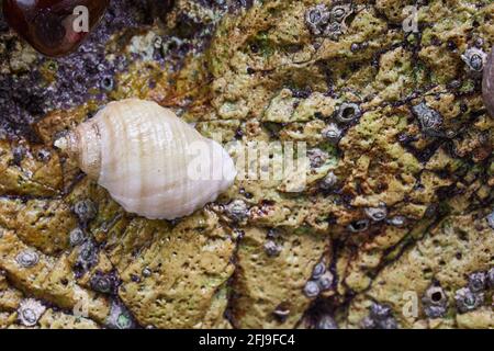 Meeresschnecke auf Felsen mit Spuren von Weichtieren. Stockfoto