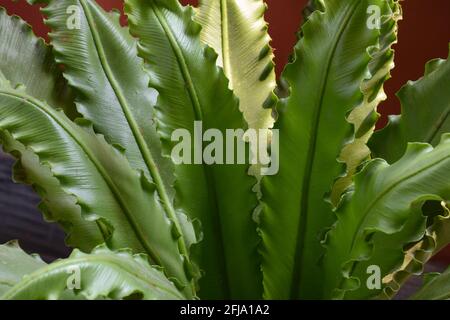 Vögel Nest Farn , ist eine Luft reinigende und grüne Zimmerpflanze Stockfoto