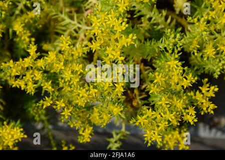 Dill ist ein einjähriges Kraut aus der Sellerie-Familie von Aplaceae, ein Gewürz für die Aromastoffe Stockfoto