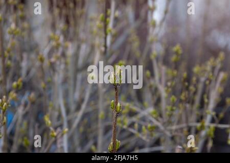 Junge Frühlingsblätter sprießen aus ihren Knospen, selektiver Fokus, flacher freiheitsgrad Stockfoto