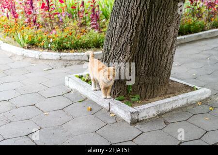 Ingwer-Katze steht in der Nähe von Baum, Blumen im Hintergrund. Grodno, Weißrussland Stockfoto