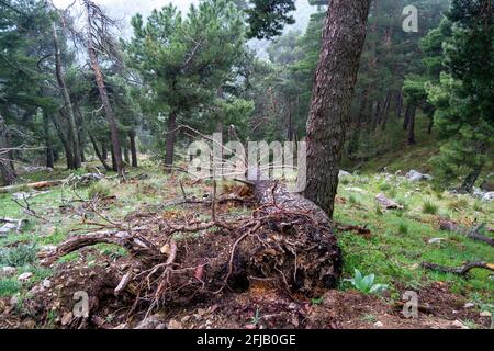 Pinien liegen auf dem Boden und beobachten die Wurzel in den Bergen von Madrid, in Spanien. Horizontale Fotografie. Stockfoto