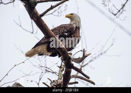 Ein amerikanischer Weißkopfseeadler in den Bäumen über dem Susquehanna River in der Nähe des Conowingo Dam in Cecil County, Maryland. Er hält einen Fisch, den er gerade gefangen hat. Stockfoto