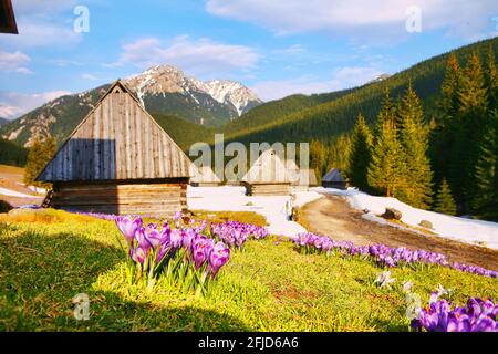 Polen, Tatra, Chocholow-Tal, woiwodschaft Leserpolen. Stockfoto