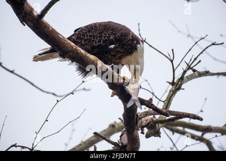 Ein amerikanischer Weißkopfseeadler in den Bäumen über dem Susquehanna River in der Nähe des Conowingo Dam in Cecil County, Maryland, der einen Fisch isst, den er gerade gefangen hat. Stockfoto