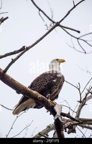 Ein amerikanischer Weißkopfseeadler hält sich in den Bäumen über dem Susquehanna River in der Nähe des Conowingo-Staudamms in Cecil County, Maryland, und hält einen Fisch fest, der nur kaut Stockfoto