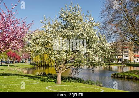 Rotterdam, Niederlande, 25. April 2021: Stockfoto