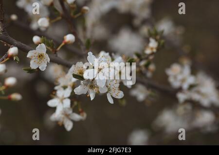 Wunderschöne Schwarzdornblüte in der Natur des Frühlings. Weiße blühende Blume auf Baum im Frühling. Stockfoto