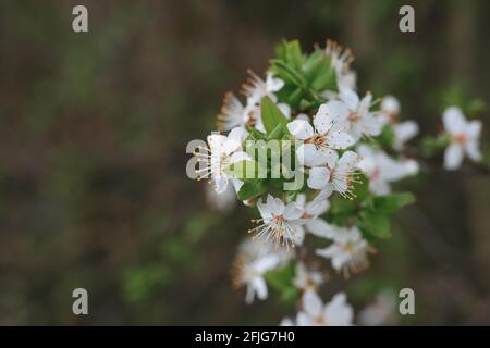 Nahaufnahme der Weißen Schlehblüte im Frühjahr. Schöne Prunus Spinosa mit grünem Blatt in der Natur. Stockfoto